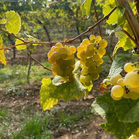 Dicker Stein Lambrecht (Pfalz)