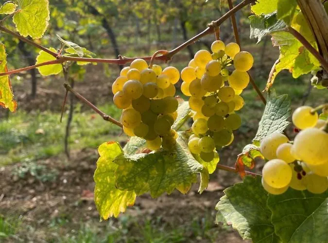 Dicker Stein Lambrecht (Pfalz)